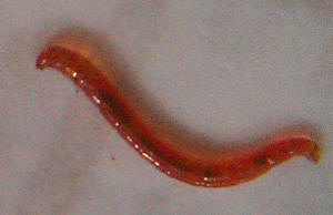 Bloodworm F